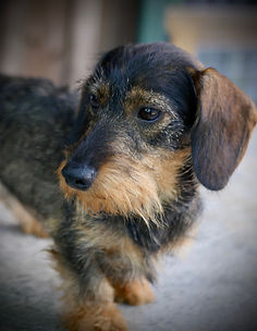 wirehaired dachshund