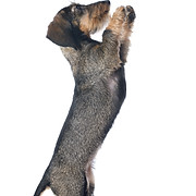 dachshunds logo