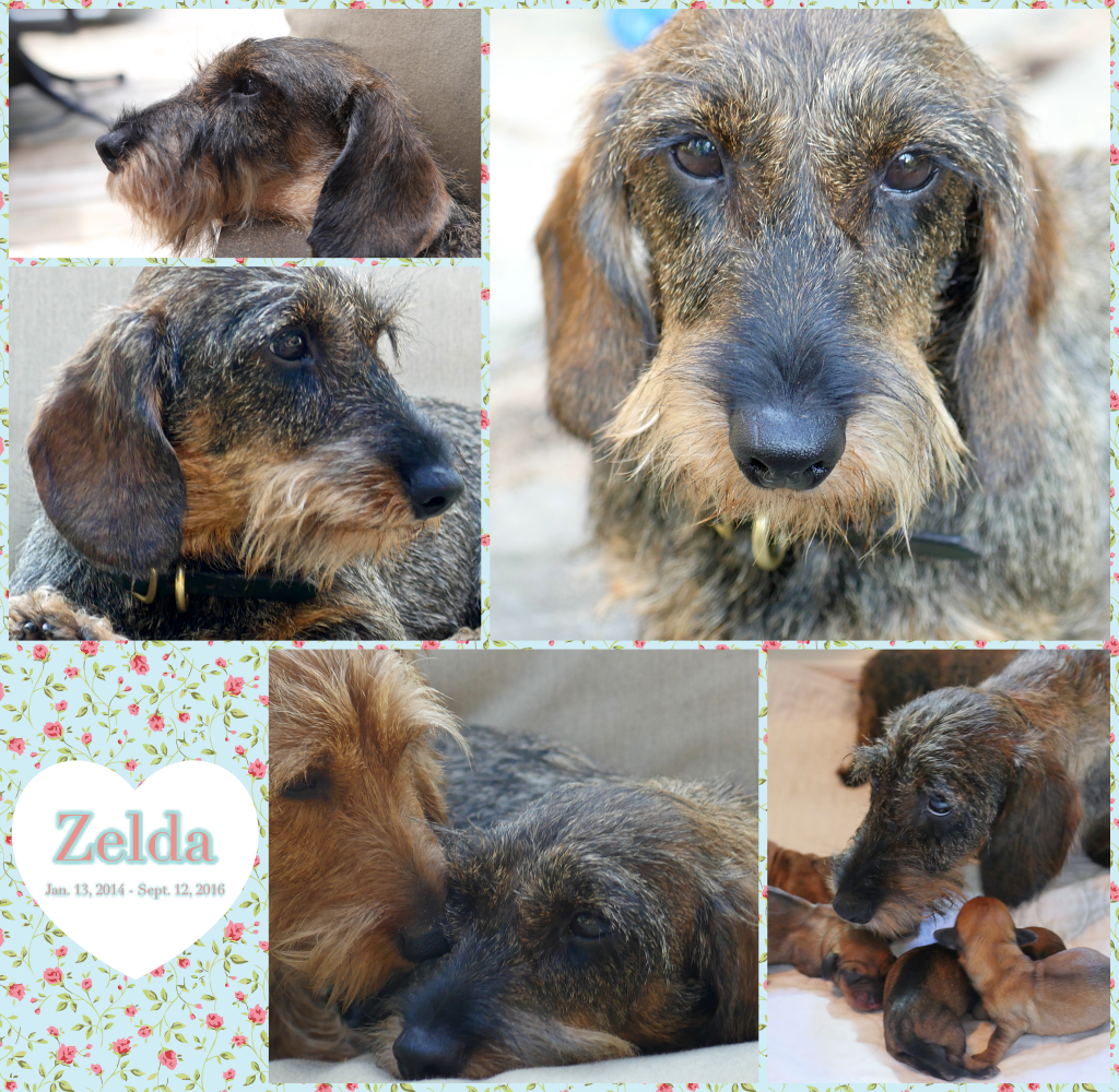 zelda rip