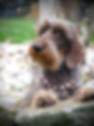 chocolate wirehaired dachshund