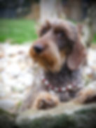 chocolate wirehaired dachshund