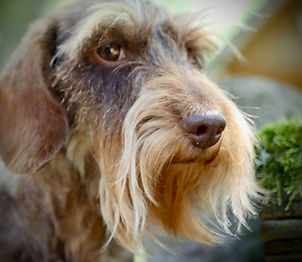 chocolate wirehaired dachshund