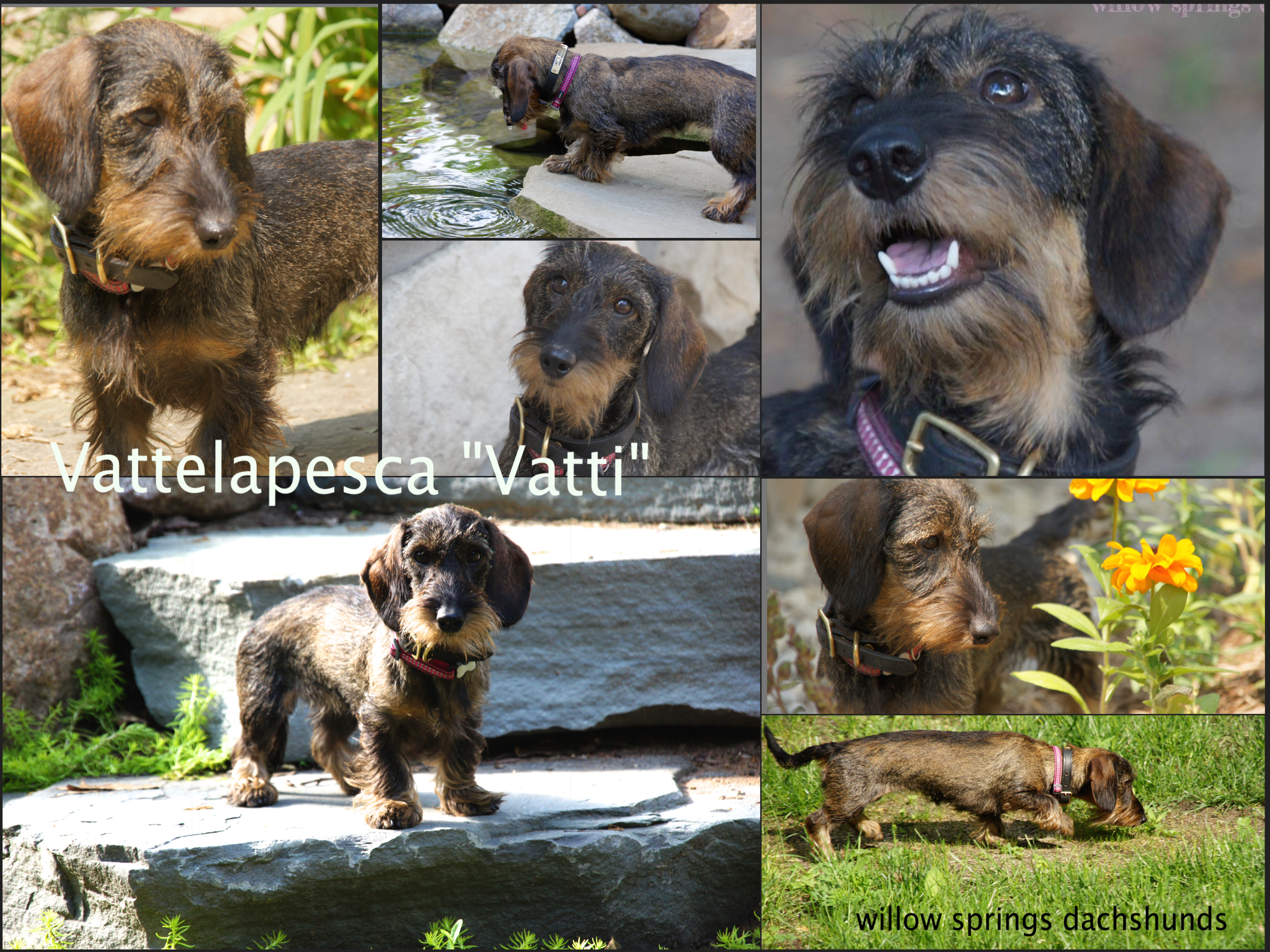 vatti