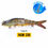 Thumbnail: VTAVTA Sinking Wobblers Fishing Lures - Jointed Crankbait Swimbait, 8 Segment