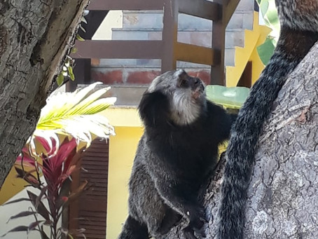 Interaja, observe, fotografe e principalmente preserve no Arraial Bangalô