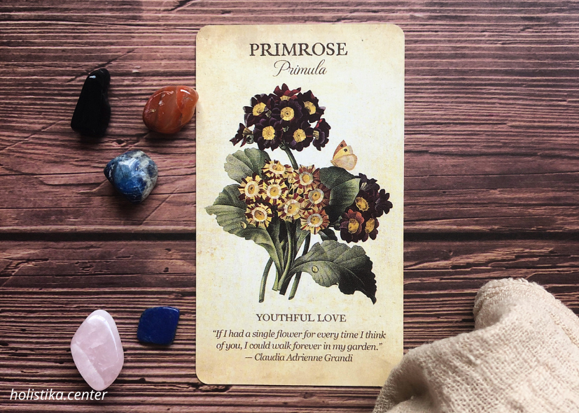 A card with primrose illustration, text about youthful love, and stones on a wooden surface. Warm colors and calm mood.