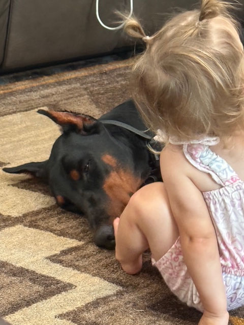 Top European Doberman Puppies for Sale