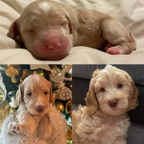 Puppies 6 Litter 1.jpg