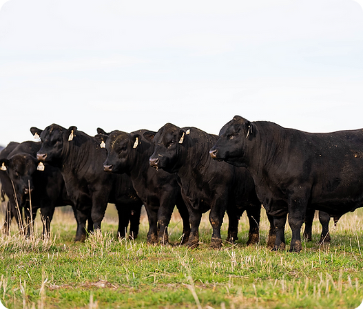 Bulls Stock