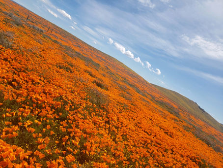 Super Bloom in the Antelope Valley California Poppy Reserve