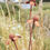 Thumbnail: Rusty metal Helenium flower sculptures in a garden setting with wild flowers. Ferric Garden.