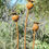 Thumbnail: Rusty metal Poppy seed heads. Garden art flower sculptures. Set of 3