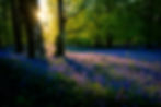 Sunlight filters through trees over a field of blooming bluebells in a forest, creating a serene and colorful spring scene. backpacking near detroit michigan april best month gear trails potawatomi waterloo pinkcney chief pontiac trail state parks recreation areas adventure guided tours expedition detroit