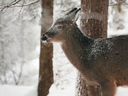 Conservation in Action: Support your Outdoors and Community at "DOEnation Metro Detroit"