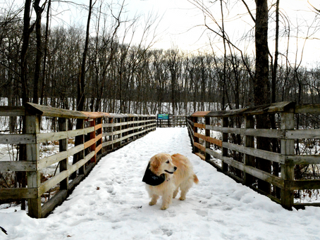 #TrailTuesday: West Bloomfield Woods Nature Preserve Trail