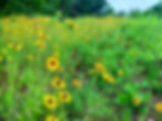 Yellow wildflowers bloom in a lush green meadow with trees and blue sky in the background, creating a bright, serene scene. expedition detroit trailblaze detroit visit detroit huron river backpacking metro detroit kensington metropark brighton michigan dnr parks trails experiences tours adventure chief pontiac trail