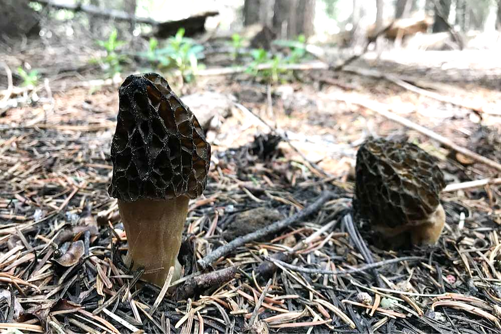 Two morel mushrooms in a forest setting, surrounded by pine needles and branches, with green foliage in the blurred background. expedition detroit hunting morel mushrooms near detroit spring foraging hiking trails nature outdoors