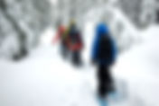 Guided Snowshoe Tour: Maybury State Park