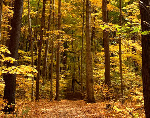 #TrailTuesday: Exploring the Maybury State Park Hiking Trail Loop
