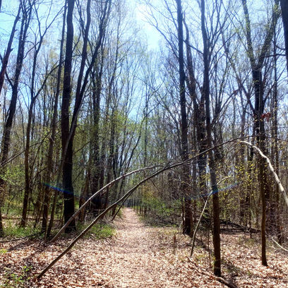 Thru-Hiking the Waterloo-Pinckney Trail, Pt. 1: Embracing Solitude