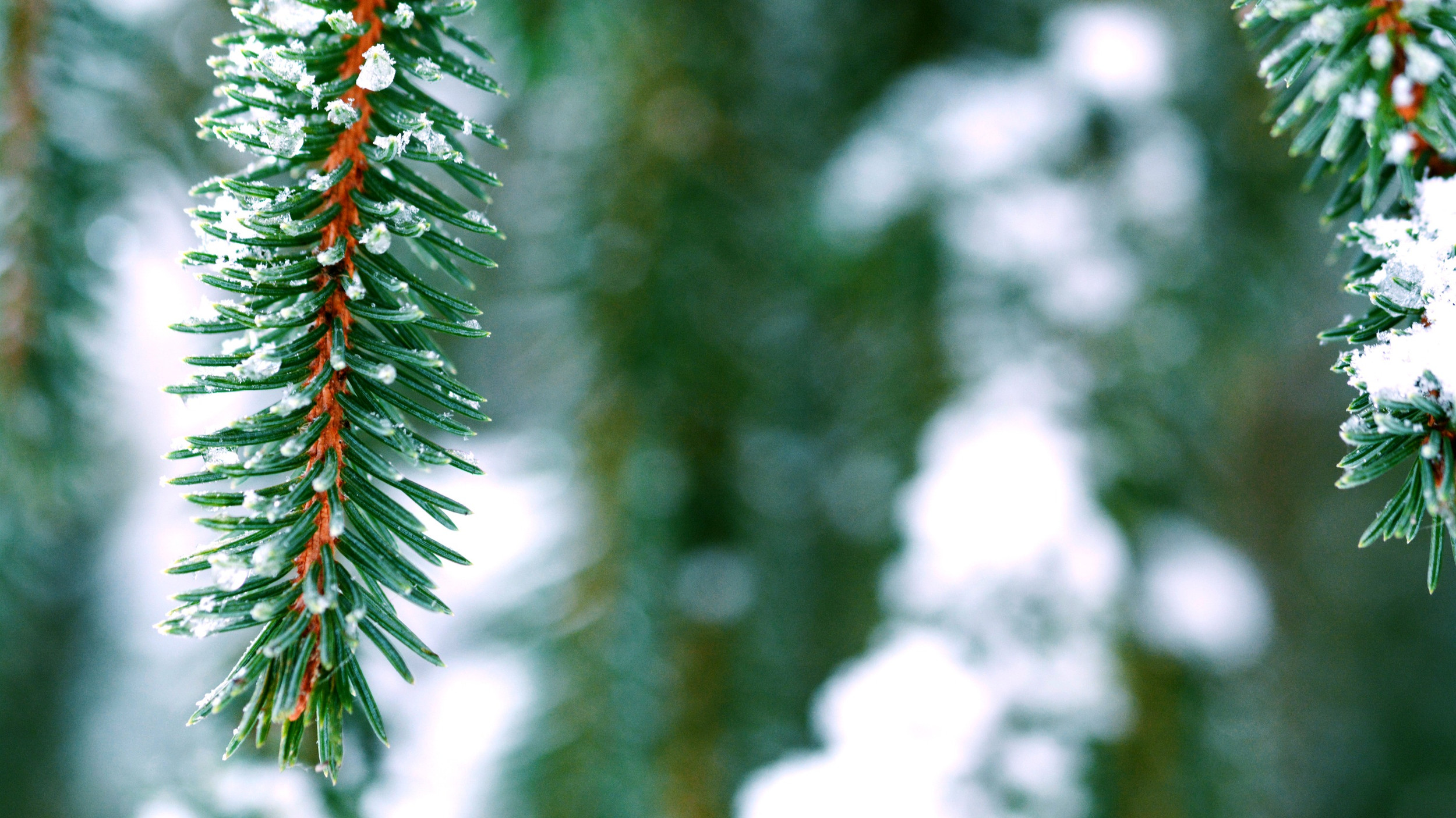 Top Five Outdoor Events near Detroit remaining in January 2024