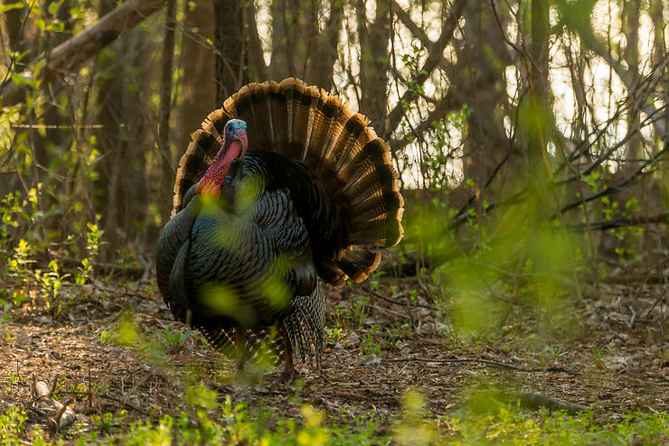 michigan turkey hunting expedition detroit spring 2025 regulations conservation dnr scouting tom hen gobble