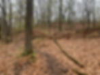 Leaf-covered forest scene with trees, a fallen log, and a wooden fence. Overcast sky creates a calm, subdued atmosphere. No text visible. backpacking near detroit michigan april best month gear trails potawatomi waterloo pinkcney chief pontiac trail state parks recreation areas adventure guided tours expedition detroit