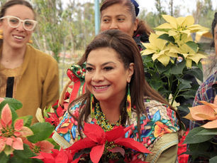 inicia la venta de Flores de Nochebuena en la Ciudad de México