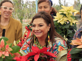 inicia la venta de Flores de Nochebuena en la Ciudad de México