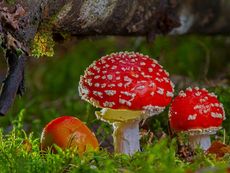 Fotografía de un hongo silvestre creciendo en el suelo de un bosque.