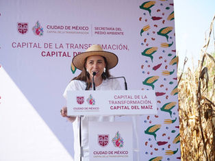 Capital de la transformación, Capital libre del maíz genéticamente modificado