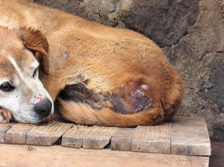 La verdad detrás del desalojo del Refugio Franciscano y el futuro de sus perritos