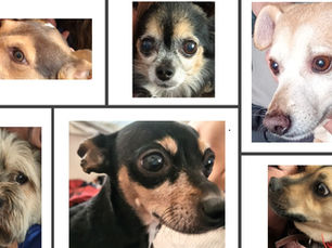 ¿Por qué tu mascota reconoce tu voz? La respuesta científica revelada este Día Mundial del Perro