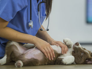 Piel Sana, Pelaje Brillante: Consejos de Veterinaria para un Correcto Cuidado de la Piel de Perros y Gatos