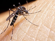 Secretaría de Salud hace un llamado a la prevención para combatir el dengue en México