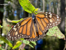 Científicos de la Conanp y WWF realizan el delicado proceso de pesaje y colocación de sensores solares en mariposas Monarca antes de su liberación en los santuarios de Michoacán.