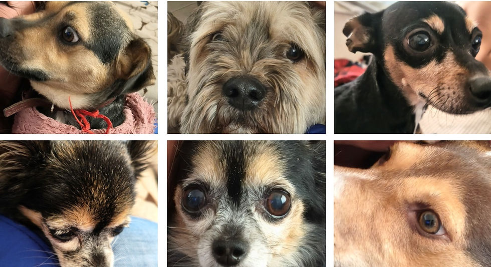 Estudios cerebrales confirman la capacidad canina para procesar voces humanas y emociones específicas