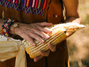 Claudia Sheinbaum envió al Congreso de la Unión reforma para proteger al maíz mexicano