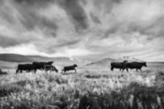Mill Creek Ranch -- Gunnison, Colorado