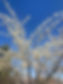 fruit tree.jpg