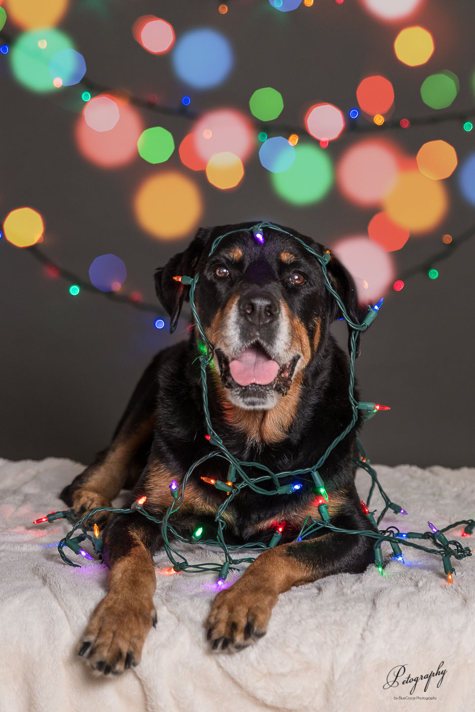 Not Your Average Holiday Dog Safety Post