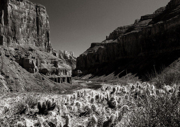 Prickly Pear in the Canyon