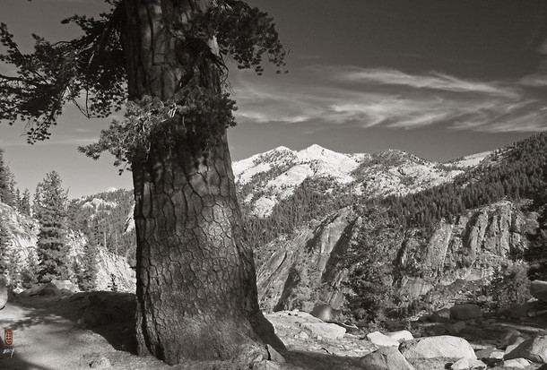 Pine