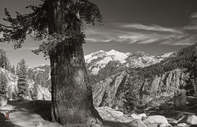 Pine