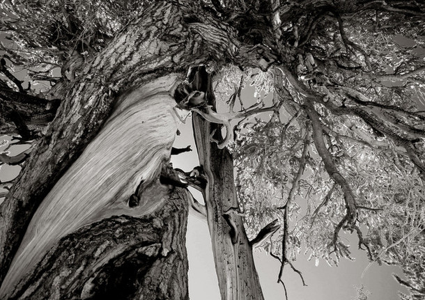 Twisted Pine
