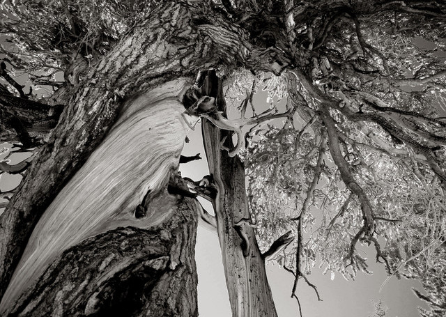 Twisted Pine