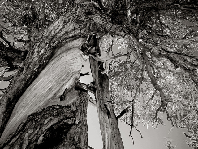 Twisted Pine