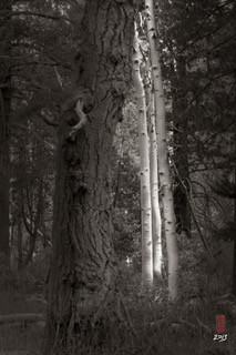 Aspens