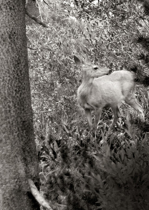 Deer in the Forest