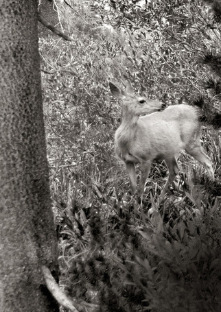 Deer in the Forest
